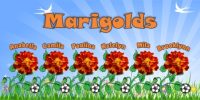 General Name Soccer Team Banner - AYSO Miscellaneous Banner - TeamsBanner